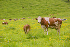 Red Holstein cattle