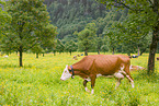 Red Holstein cattle