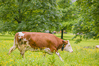 Red Holstein cattle