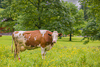Red Holstein cattle