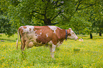 Red Holstein cattle