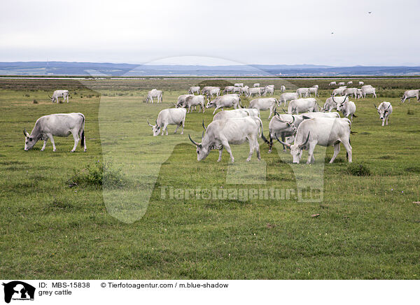 Ungarische Steppenrinder / grey cattle / MBS-15838
