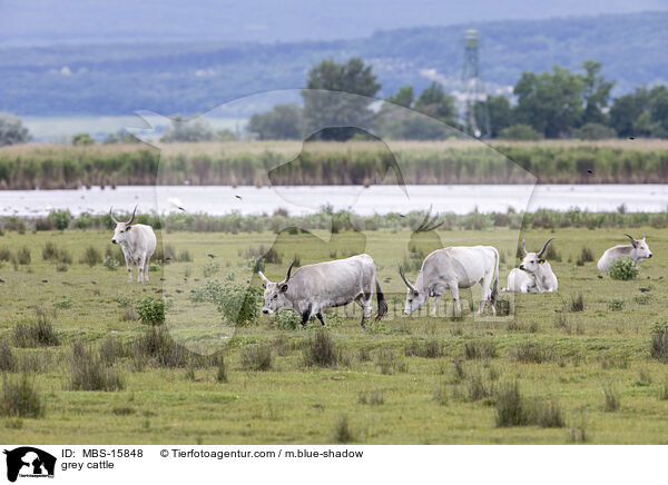 Ungarische Steppenrinder / grey cattle / MBS-15848