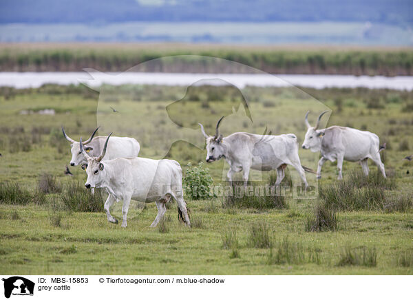 Ungarische Steppenrinder / grey cattle / MBS-15853