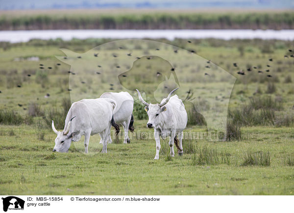 Ungarische Steppenrinder / grey cattle / MBS-15854