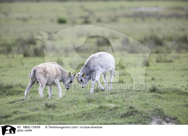 Ungarische Steppenrinder / grey cattle / MBS-15856
