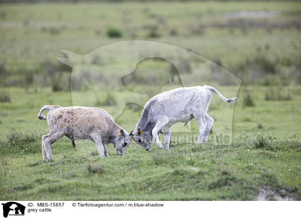 Ungarische Steppenrinder / grey cattle / MBS-15857