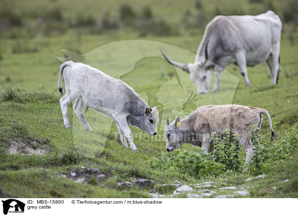 Ungarische Steppenrinder / grey cattle / MBS-15860