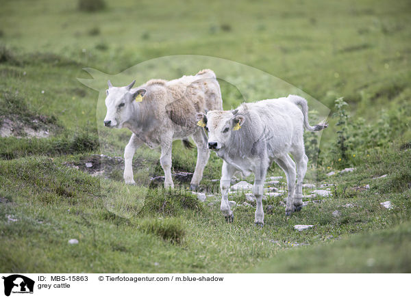 Ungarische Steppenrinder / grey cattle / MBS-15863