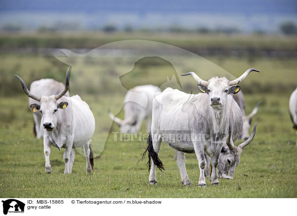 Ungarische Steppenrinder / grey cattle / MBS-15865