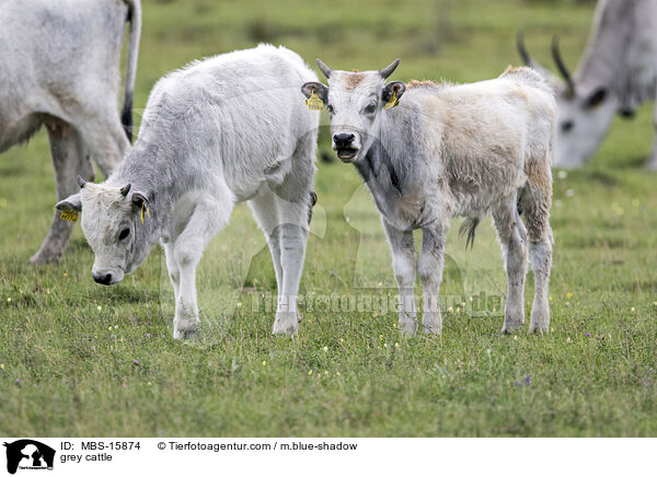 Ungarische Steppenrinder / grey cattle / MBS-15874