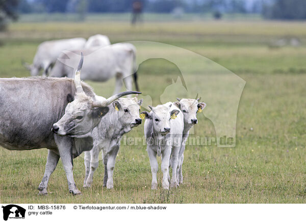 Ungarische Steppenrinder / grey cattle / MBS-15876