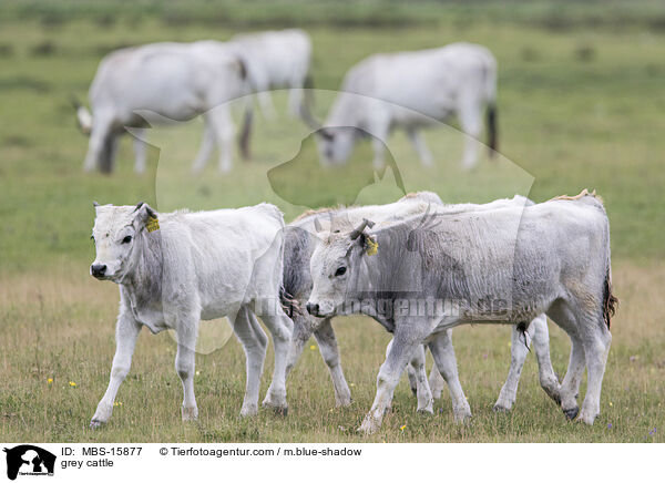 Ungarische Steppenrinder / grey cattle / MBS-15877