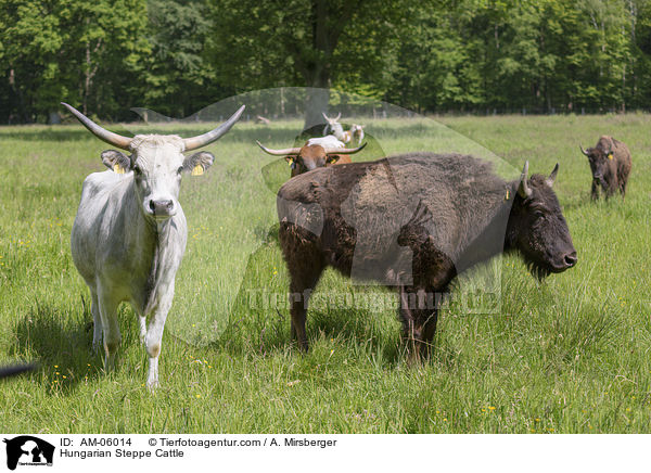 Ungarische Steppenrinder / Hungarian Steppe Cattle / AM-06014
