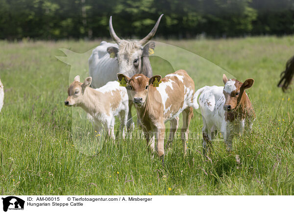 Ungarische Steppenrinder / Hungarian Steppe Cattle / AM-06015