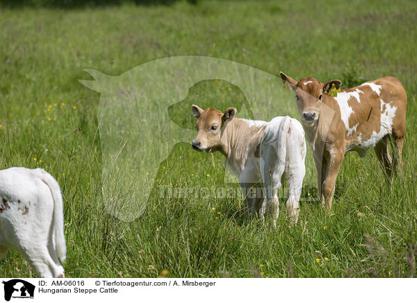 Ungarische Steppenrinder / Hungarian Steppe Cattle / AM-06016