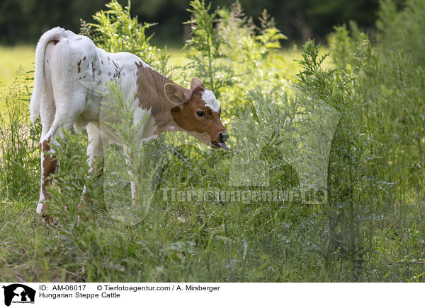 Ungarisches Steppenrind / Hungarian Steppe Cattle / AM-06017