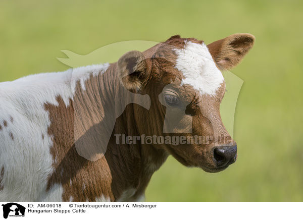 Ungarisches Steppenrind / Hungarian Steppe Cattle / AM-06018