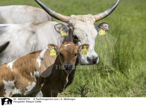 Ungarische Steppenrinder / Hungarian Steppe Cattle / AM-06019