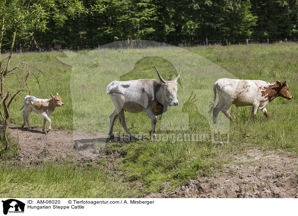 Ungarische Steppenrinder / Hungarian Steppe Cattle / AM-06020