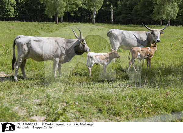Ungarische Steppenrinder / Hungarian Steppe Cattle / AM-06022