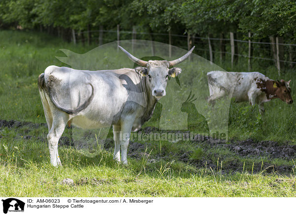 Ungarische Steppenrinder / Hungarian Steppe Cattle / AM-06023