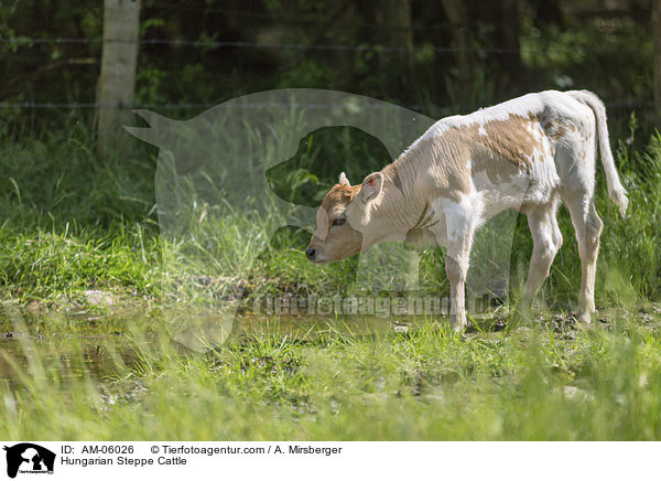 Ungarisches Steppenrind / Hungarian Steppe Cattle / AM-06026
