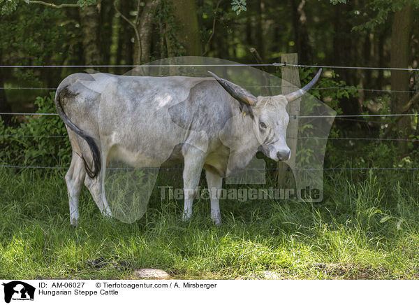 Ungarisches Steppenrind / Hungarian Steppe Cattle / AM-06027