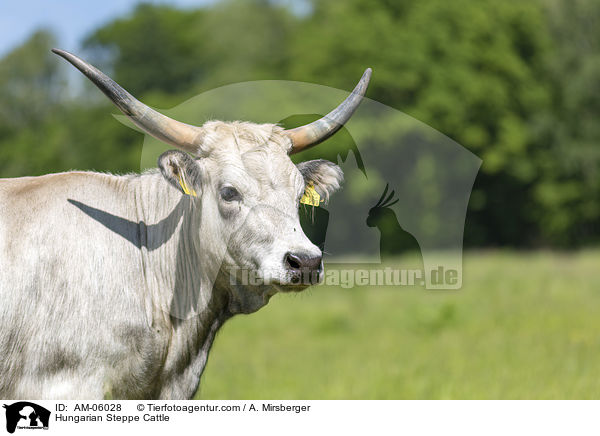 Ungarisches Steppenrind / Hungarian Steppe Cattle / AM-06028