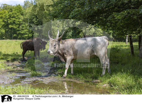 Ungarische Steppenrinder / Hungarian Steppe Cattle / AM-06029