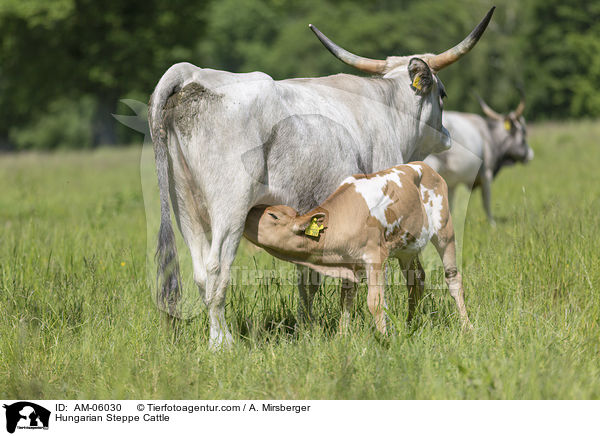 Ungarische Steppenrinder / Hungarian Steppe Cattle / AM-06030