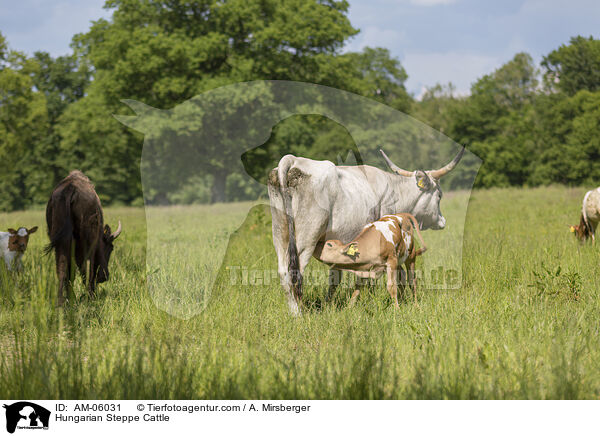 Ungarische Steppenrinder / Hungarian Steppe Cattle / AM-06031