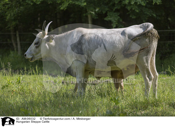 Ungarische Steppenrinder / Hungarian Steppe Cattle / AM-06032