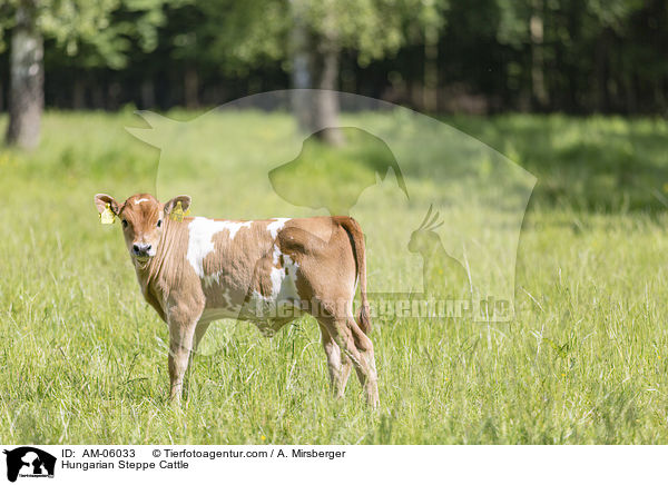 Ungarisches Steppenrind / Hungarian Steppe Cattle / AM-06033