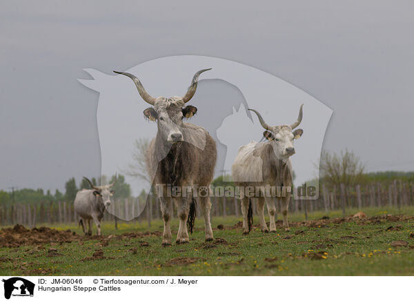 Hungarian Steppe Cattles / JM-06046