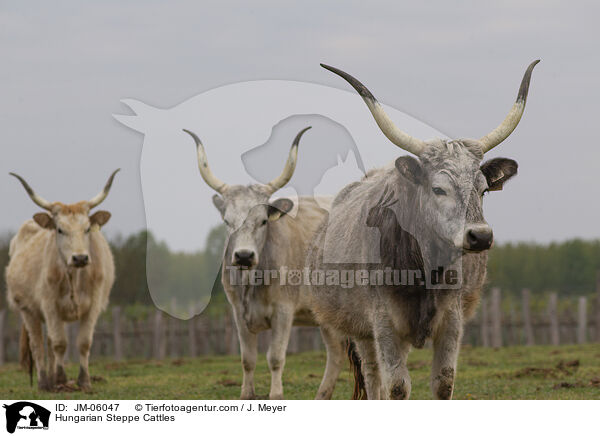 Ungarische Steppenrinder / Hungarian Steppe Cattles / JM-06047