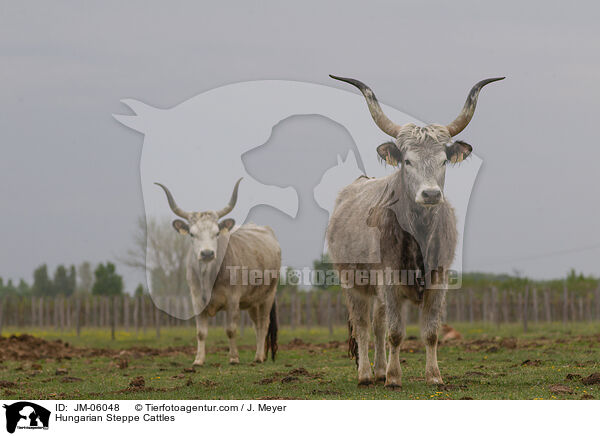 Ungarische Steppenrinder / Hungarian Steppe Cattles / JM-06048