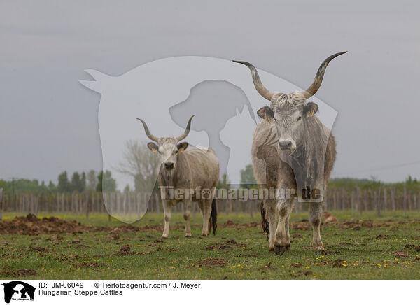Hungarian Steppe Cattles / JM-06049