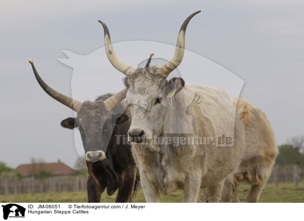 Ungarische Steppenrinder / Hungarian Steppe Cattles / JM-06051