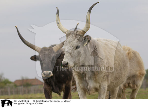 Hungarian Steppe Cattles / JM-06052