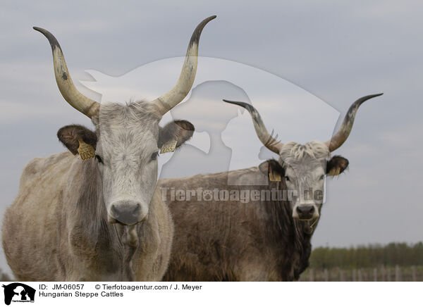 Ungarische Steppenrinder / Hungarian Steppe Cattles / JM-06057
