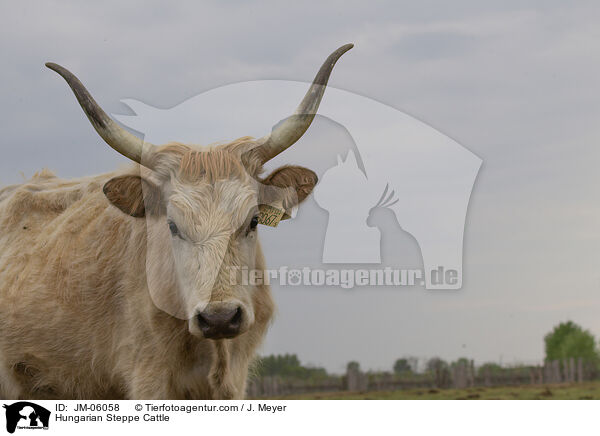 Hungarian Steppe Cattle / JM-06058