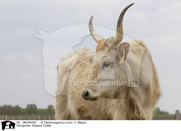 Hungarian Steppe Cattle / JM-06059