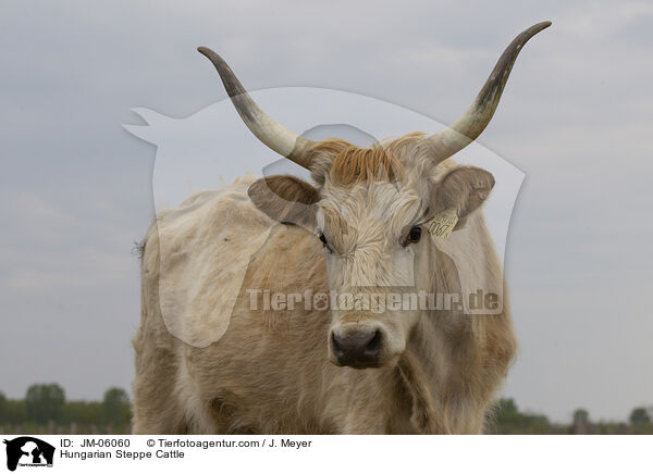Hungarian Steppe Cattle / JM-06060