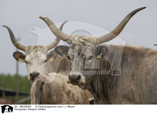Hungarian Steppe Cattles / JM-06063
