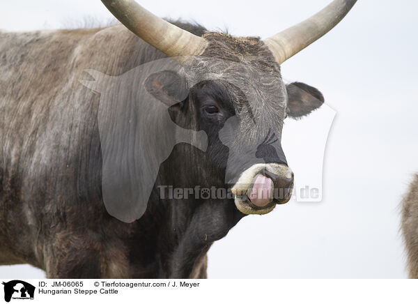 Hungarian Steppe Cattle / JM-06065