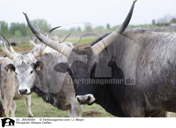 Hungarian Steppe Cattles / JM-06069