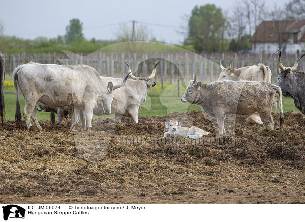 Ungarische Steppenrinder / Hungarian Steppe Cattles / JM-06074