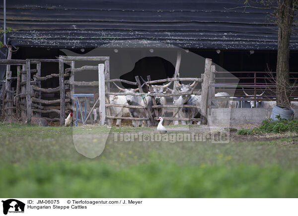 Hungarian Steppe Cattles / JM-06075