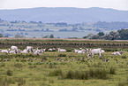 grey cattle